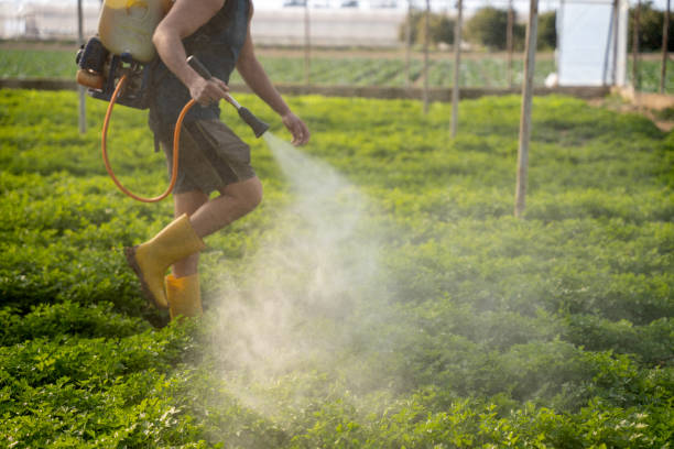 Best Mosquito Control Services  in Lake Ronkonkoma, NY