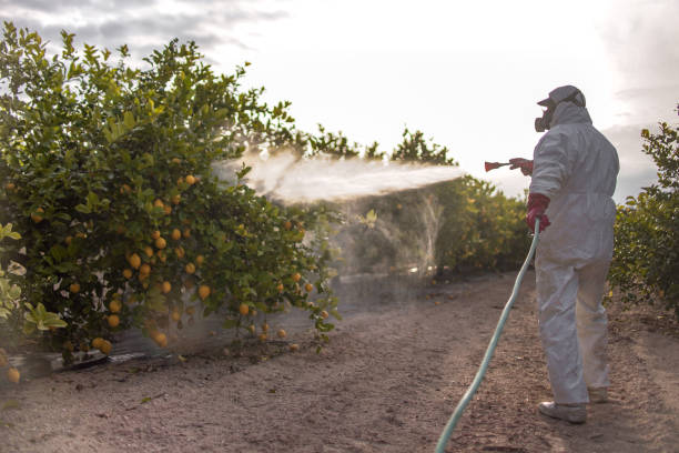 Trusted Lake Ronkonkoma, NY Pest Control Experts